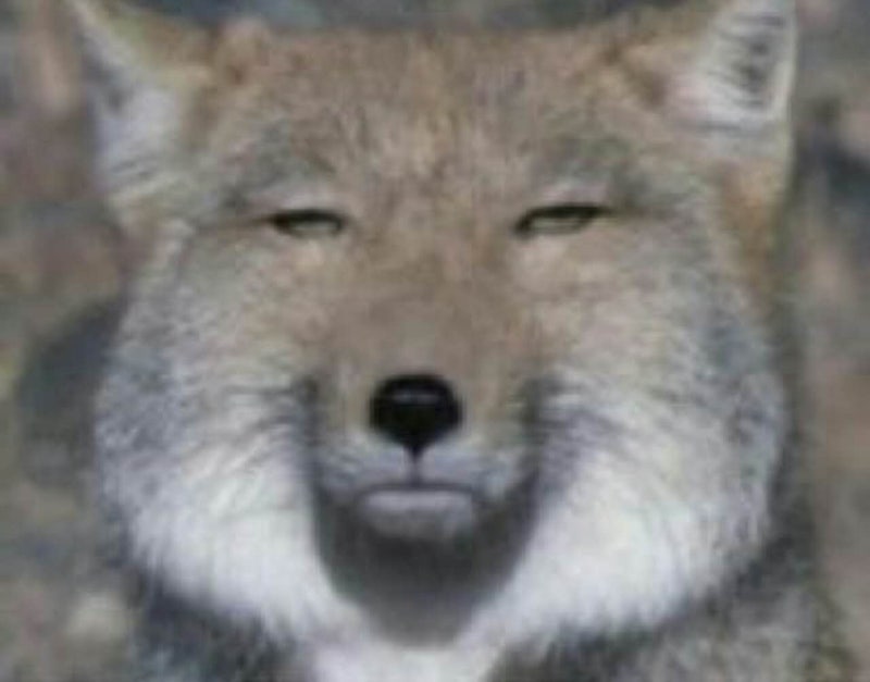 :tibetanfox: